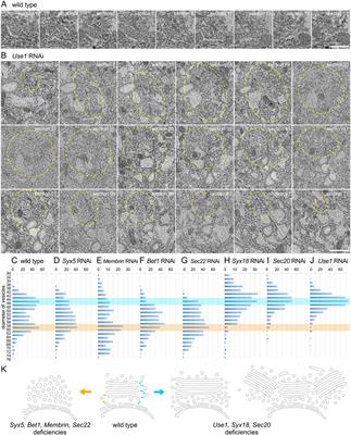 Golgi clustering by the deficiency of COPI-SNARE in Drosophila photoreceptors